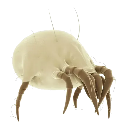 Acarien