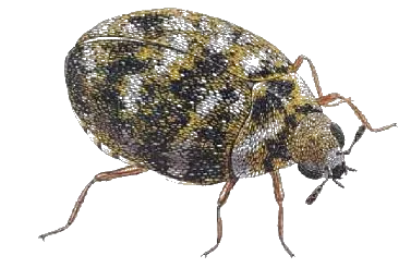 Anthrène