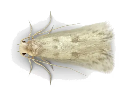 Mite de textile