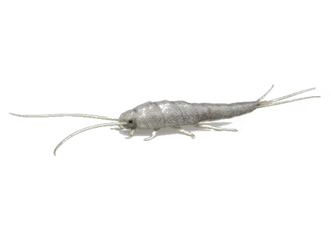 Poisson d'argent