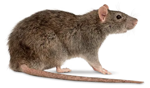 Dératisation : poste d'appâtage et raticide professionnel contre les rats