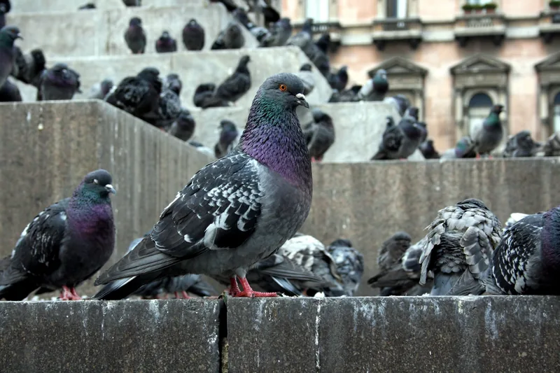 Pigeons sur une façade urbaine