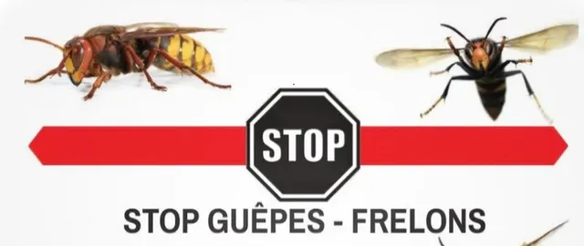 Guêpe et frelon : destruction de nids